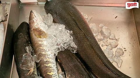 Snakehead Fish