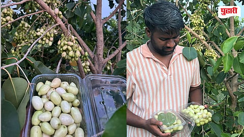 White Jamun Benefits