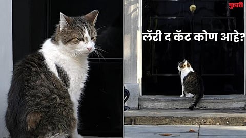Larry the Cat
