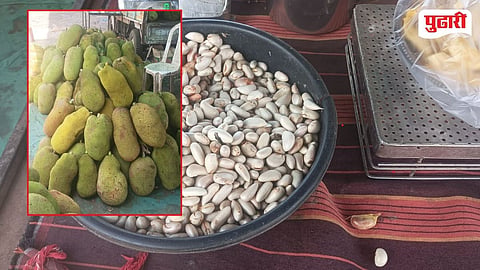 Jackfruit Farming  Konkan Agriculture
