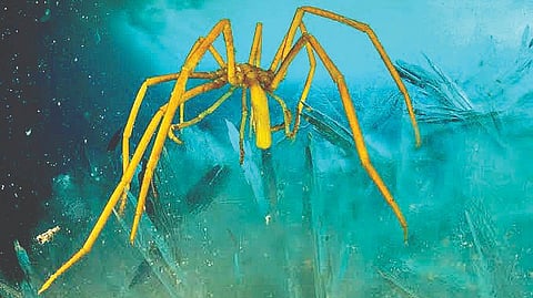 Sea Spider |