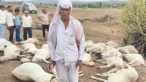 Dhule Lightning Strike | साक्री तालुक्यातील खुडाणे येथे वीज कोसळून 27 मेंढ्यांसह 10 बकऱ्या ठार! 