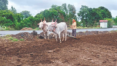 Satara: जिल्ह्यात ४ लाख हेक्टर शेती पेरणीविना ओस खरिपात १.१९ टक्केच पेरणी 