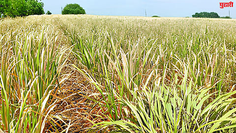 Latur Agriculture News