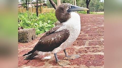 Masked Booby