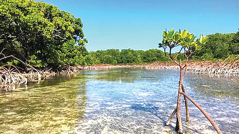 Mangrove Forest Regrowth | 