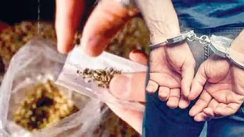 Cannabis Trafficking