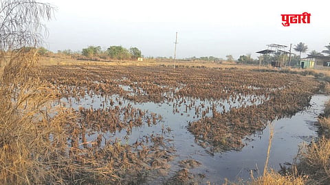 Konkan Rice Farming