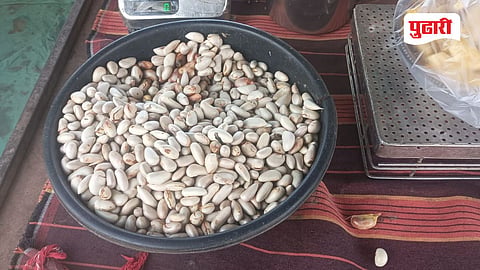Jackfruit Seeds