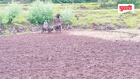 Paddy Farming Raigad