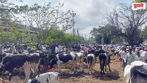 Alefata Cow Market