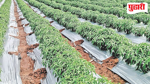 Agriculture News