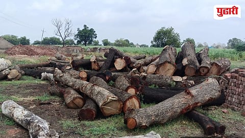 Naigaon Illegal Tree Cutting