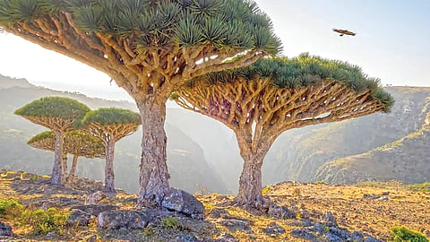 Socotra Island |