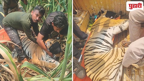 Bhandara Tiger Captured | तीन महिन्यांची दहशत संपली; अखेर नरभक्षी टी-२७ वाघीण जेरबंद