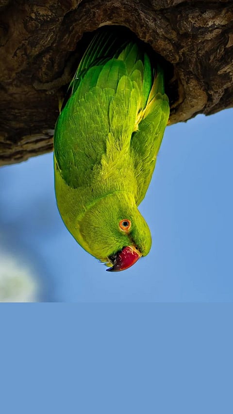 Hanging Parrot | वटवाघळासारखा उलटा लटकणारा पोपट! 