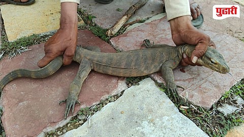 Rare Monitor Lizard  Nanded