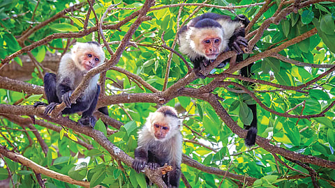 Monkeys Drought Behavior | 