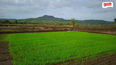 Mangaon Rice Farming