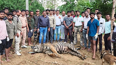 Chandrapur Tiger Death : चंद्रपूर जिल्ह्यात बिगर वनक्षेत्रात नर वाघाचा मृतदेह आढळला
