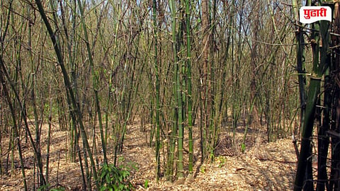 Raigad Bamboo Plantation