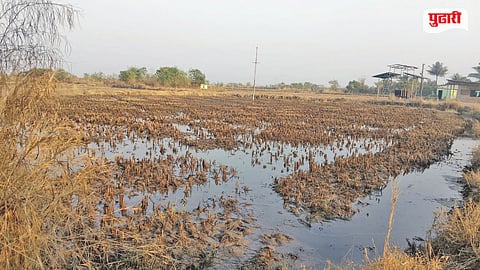 Konkan Rice Farming Crisis