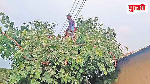 Mahavitaran Negligence