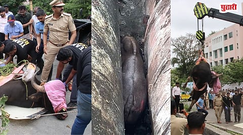 Pune News : ७ क्विंटल वजनाचा 'बालगवा' अडकला कालव्याच्या पाइपलाइनमध्ये! अवघड जागेत सापडल्याने झाला रक्तबंबाळ