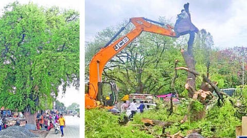 Tamarind Tree Felled