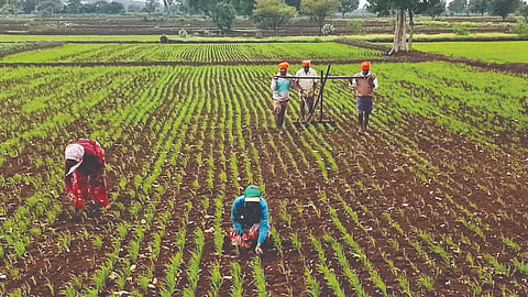 Belagavi farmers: शेतकऱ्यांना प्रतीक्षा दमदार पावसाची