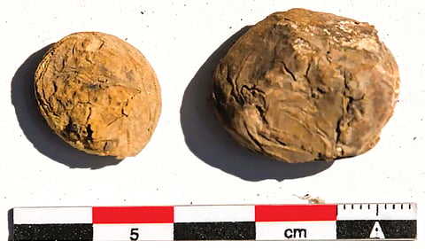 500 Year Old Potatoes |