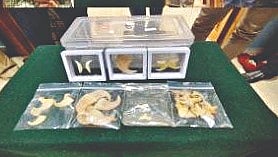 Wildlife Crime |