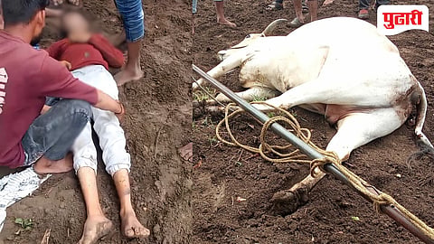 electrocution death Nanded : काळाचा क्रूर घाला : वीज तारेचा स्पर्श होऊन शेतमजूर, बैल जागीच ठार