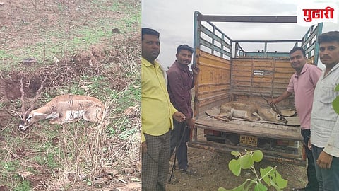 Parbhani deer accident | अज्ञात वाहनाच्या धडकेत काळवीट जखमी, वन विभागाची उदासीनता! 