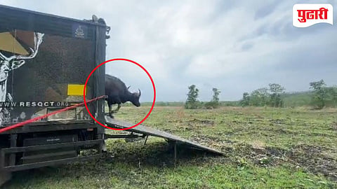 Wardha news : पुणे येथून रेस्क्यू केलेला गवा बोर व्याघ्र प्रकल्प अधिवासात मुक्त