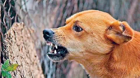 Dog Bite Cases | 