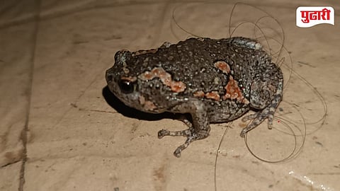 Indian Painted Frog