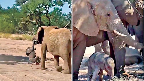 Elephant Calf Viral Video | 