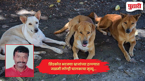 Stray dog attack CIDCO  : सिडकोत भटक्या श्वानांच्या हल्ल्यात जखमी लॉण्ड्री चालकाचा मृत्यू : परिसरात हळहळ 