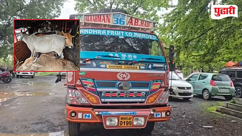Washim Illegal Cattle Transportation 