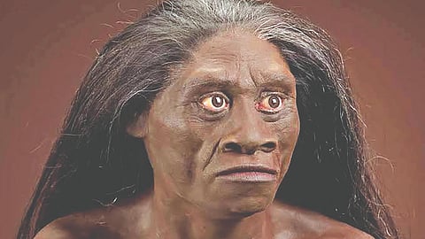 Hobbit Human Species |
