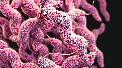 Spudcells Artificial Cells |