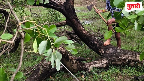 Palghar power outage : विजेच्या तारेवर झाड कोसळून दोन खांब जमीनदोस्त; दोन दिवसांपासून ग्रामस्थ अंधारात