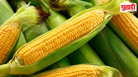 Corn Cob