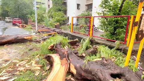 Kalyan Heavy Rain : कल्याणला अतिवृष्टीचा तडाखा; लोकग्राममध्ये जुना वृक्ष उन्मळून पडला