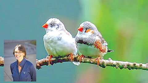 Animal Communication | 