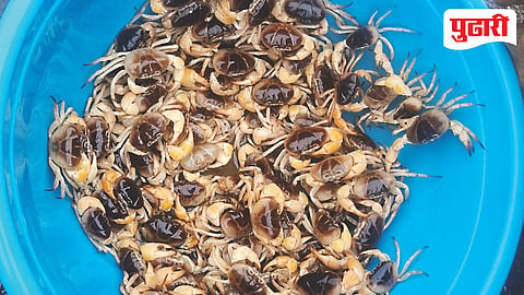 Thane fish market