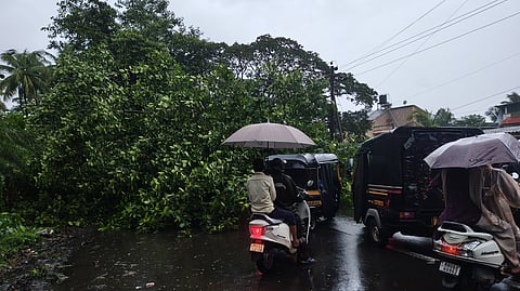 Raigad Heavy Rain | रोहा कोलाड मार्गावर सुदर्शन कॉलनीजवळ वडाचे भलेमोठे झाड कोसळले; वाहतूक ठप्प, दुचाकींसाठी मार्ग केला मोकळा