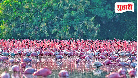 Flamingo conservation