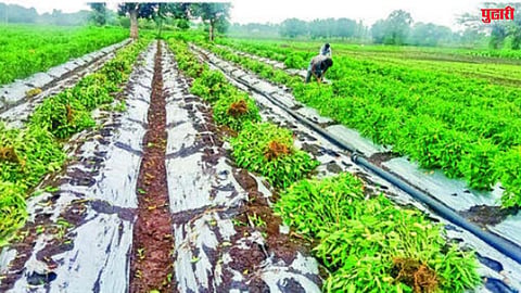 Chilli Crop